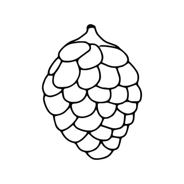 Köknar konisi çizimi. Tasarım için vektör izole öge.