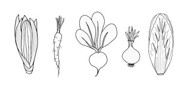 Sebze, mısır, havuç, pancar, soğan, pekin lahanası. Tasarım için izole edilmiş elementler. Sonbahar hasadı.