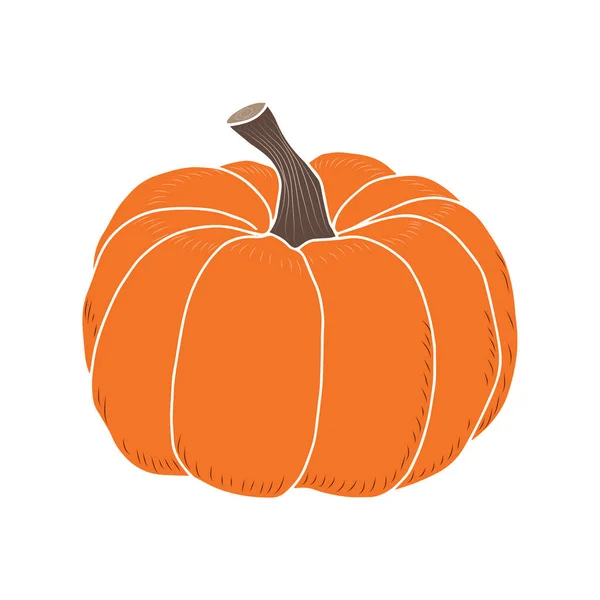 Doodle Pumpkin White Background Vector Isolated Element Design Autumn Vegetables — Stock Vector