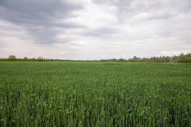 Yağmurdan önceki fırtınalı manzara. Bulutlu yağmurlu havada yeşil buğday tarlası.