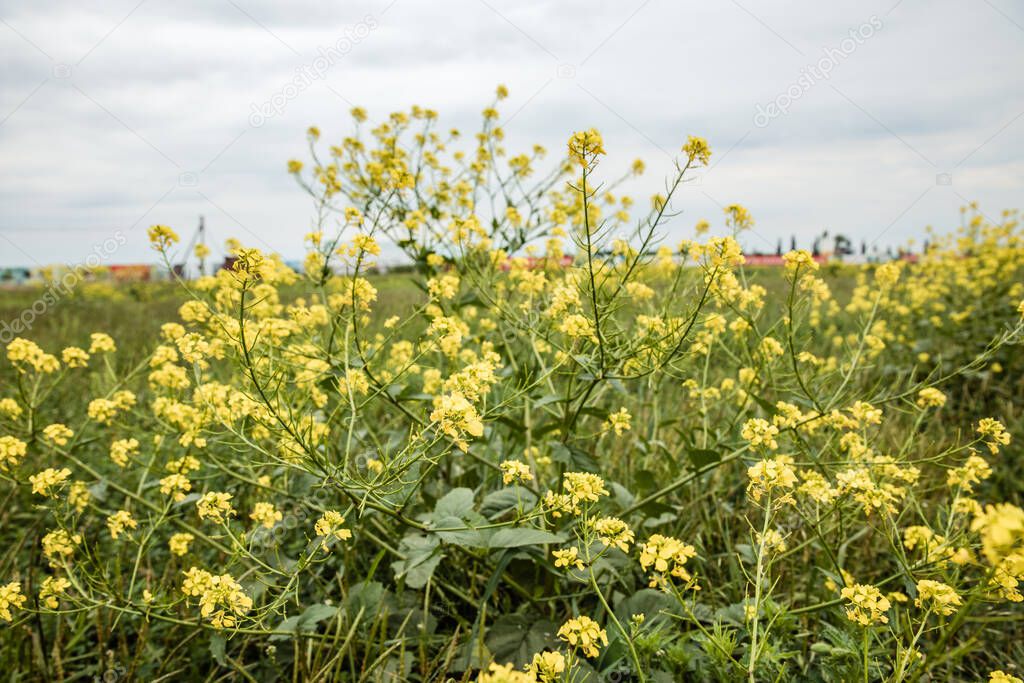 Rapeseed flower. Flower of the rape. Rape-flowers and cherry blossom are blooming at park.