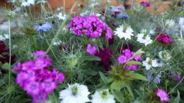 Çiçek karanfili Türk, Dianthus barbatus, Yeşil yaprakların bulanık arka planında çiçek açan bazı Türk kırmızı karanfilleri