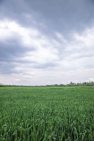 Stormy landscape view before the rain. Green wheat field in overcast rainy weather