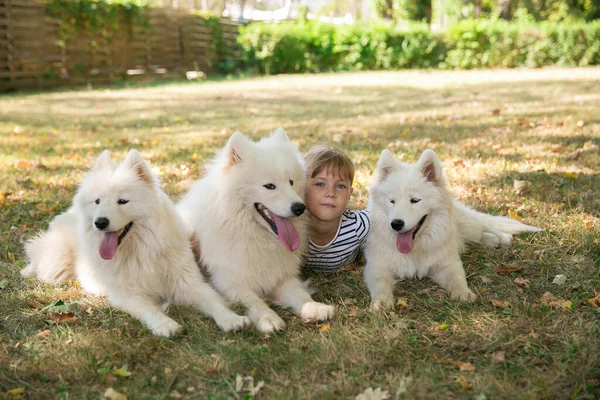 Little Cute Girl Big White Dogs Pets — Stock Photo, Image