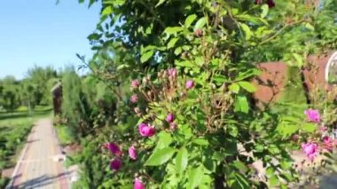 Bud Rose. Romantik ilişkiler. Çiçekli pembe güller. Küçük gül tomurcukları yeşil bir bahçede