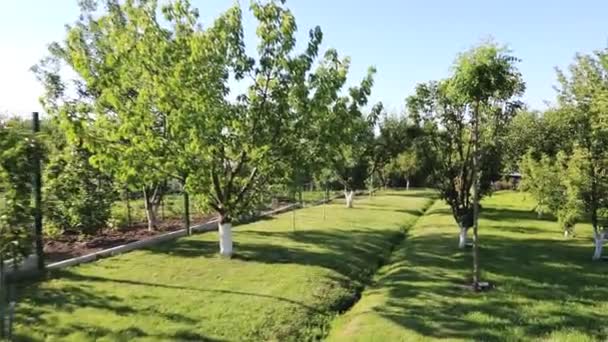 Árbol Joven Con Delgadas Ramas Verdes Ondeadas Hermoso Jardín Verde — Vídeo de stock