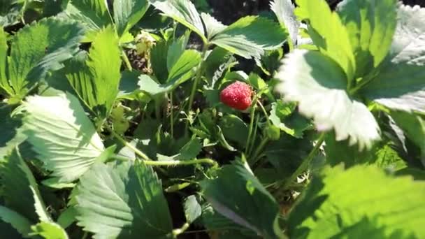 1個の赤いストロベリーベリー イチゴはベッドの上で成長する 庭の果物 — ストック動画