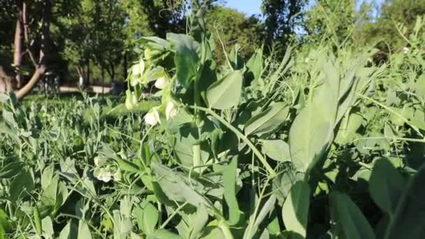 Groene Erwten Het Bed Hoe Groene Erwten Groeien Groene Erwten — Stockvideo