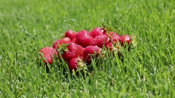 Sappige Rode Aardbeien Groen Gras Aardbeien Gras — Stockvideo