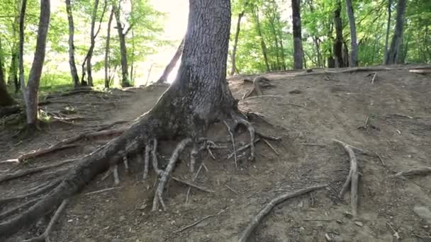 Корни Деревьев Поверхности Земли Лесу — стоковое видео