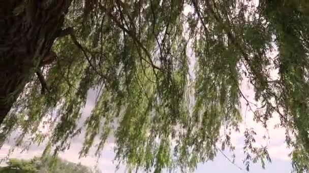 Büyük Rüzgarla Süpürülmüş Parktaki Ağlayan Söğüt Ağacı Derin Mavi Gökyüzüne — Stok video