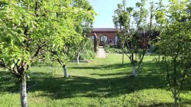 İnce yeşil dalları olan genç ağaç el salladı. yeşil güzel bahçe. yeşil ağaçlar