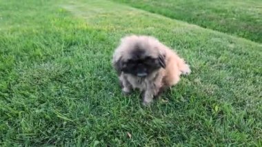 Köpek bir pire tarafından ısırıldı. Çamların küçük köpeği kaşınıyor. Pireler. Köpek pireler tarafından ısırılır.
