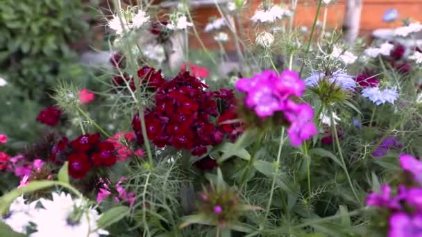 Türkisches Nelkenbraun Auf Natürlichem Hintergrund Dianthus Barbatus Schöne Blumen — Stockvideo