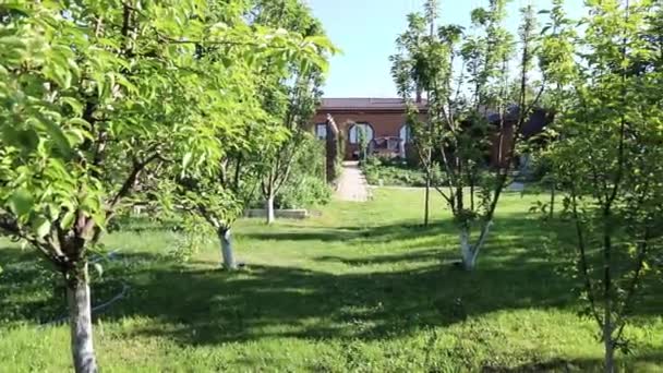 Árbol Joven Con Delgadas Ramas Verdes Ondeadas Hermoso Jardín Verde — Vídeos de Stock