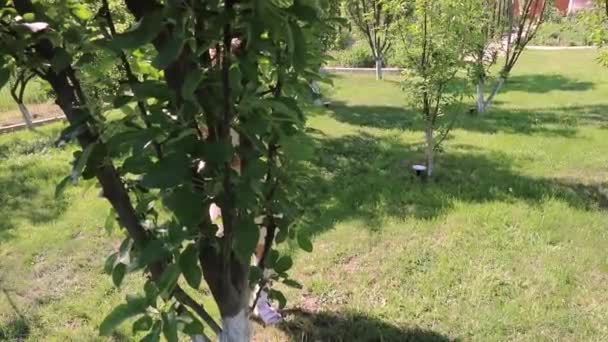 Enfant Regarde Cache Derrière Arbre Fille Joue Dans Parc Vert — Video