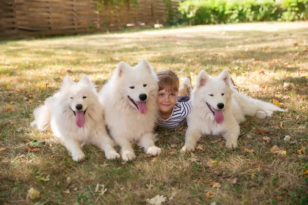 Little Cute Girl Big White Dogs Pets — Stock Photo, Image