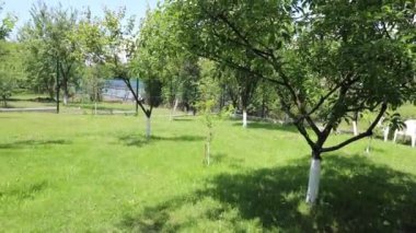 Yaz arkaplanı. yeşil güzel bahçe. Yaz konsepti