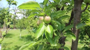 Bahçedeki elma ağacındaki küçük elmalar. Ağaçtaki yeşil elmalar. yeşil yaz bahçesi