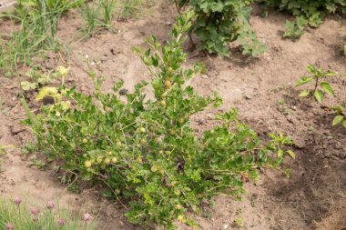 Bahçede çiçekler ve taşlar. Bahçede çelenk.