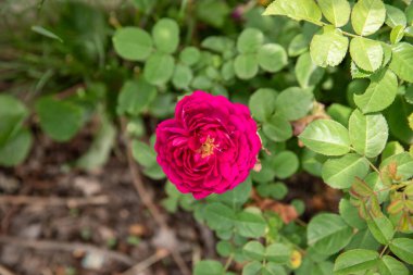 Botanik bahçesinde çiçek açan güller. gül yalnız gül bahçede yetişir