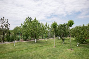 Yaz günü bahçe. Meyve ağaçları olan yeşil güzel bir yaz bahçesi
