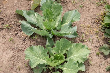Sebze yatağında taze lahana filizi. yeşil lahana yatakta yetişir.
