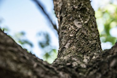 Tahta doku. Ağaç kabuğu. Tahta. yaz