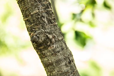 Tahta doku. Ağaç kabuğu. Tahta. yaz