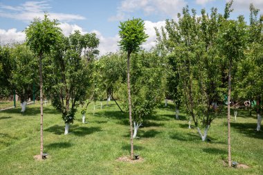 Yaz günü bahçe. Meyve ağaçları olan yeşil güzel bir yaz bahçesi