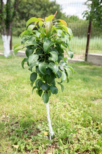 Small apple tree in wild nature. small tree in a green garden