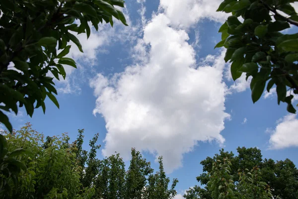 Μπλε Ουρανός Άσπρα Σύννεφα Πράσινα Φύλλα Και Κλαδιά Δέντρων — Φωτογραφία Αρχείου