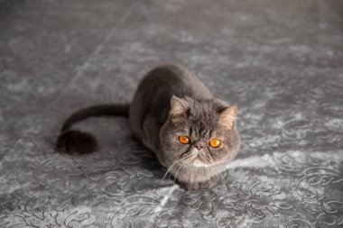 Gri güzel kedi. Kesilmiş kedi. Kedi tıraşı. Evcil hayvan. Egzotik kedi