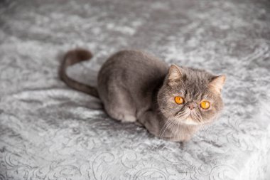 Gri güzel kedi. Kesilmiş kedi. Kedi tıraşı. Evcil hayvan. Egzotik kedi