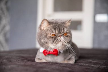 Kelebekli güzel gri kedi. Boynunda kelebek olan kedi.