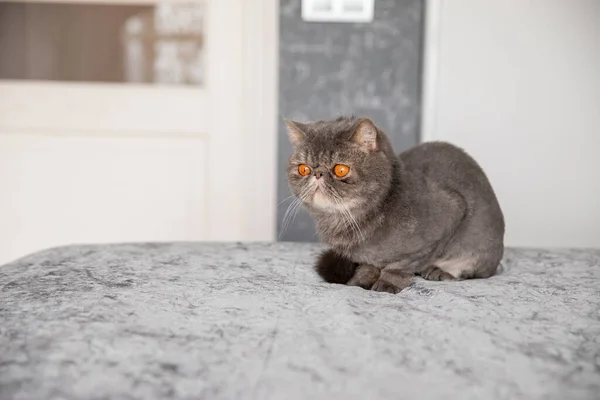 Beau Chat Gris Chat Taillé Une Coupe Cheveux Chat Mon — Photo