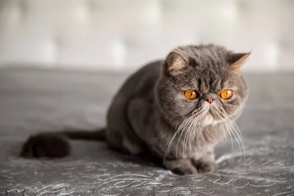 Gri Güzel Kedi Kesilmiş Kedi Kedi Tıraşı Evcil Hayvan Egzotik — Stok fotoğraf