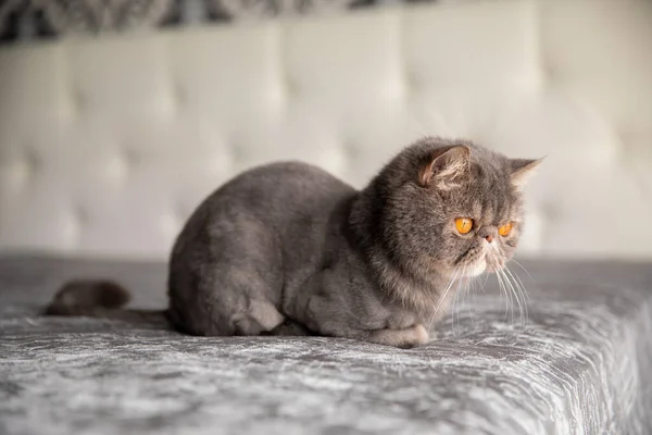 Beau Chat Gris Chat Taillé Une Coupe Cheveux Chat Mon — Photo