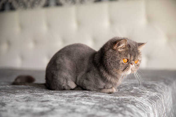 gray beautiful cat. trimmed cat. a cat's haircut. pet. Exotics cat