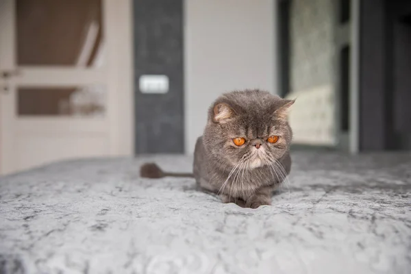 Gri Güzel Kedi Kesilmiş Kedi Kedi Tıraşı Evcil Hayvan Egzotik — Stok fotoğraf