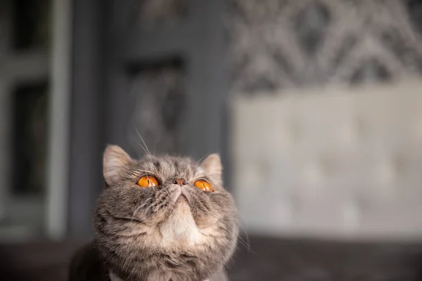 Kelebekli Güzel Gri Kedi Boynunda Kelebek Olan Kedi Kedi Yukarı — Stok fotoğraf