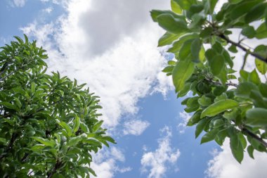 Beyaz bulutlar. yeşil yapraklar ve ağaç dalları. mavi gökyüzü.