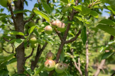Bahçedeki elma ağacındaki küçük elmalar. Ağaçtaki yeşil elmalar. yeşil yaz bahçesi