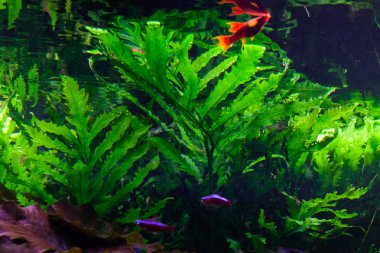 Küçük balık yeşil algler arasında su altında yüzmek.