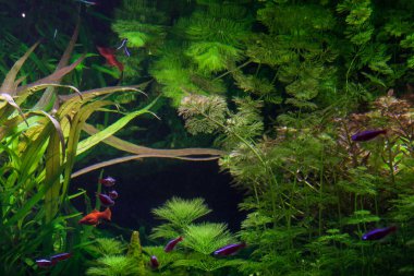 Yeşil algler arasında su altında yüzen güzel küçük balık.