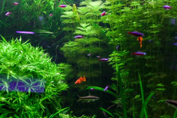 Beautiful Underwater World Green Algae Aquarium — Stock Photo, Image