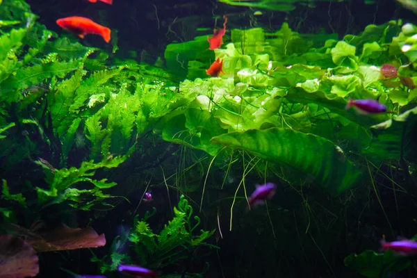 Unterwasserwelt Hautnah Schöne Grünalgen — Stockfoto