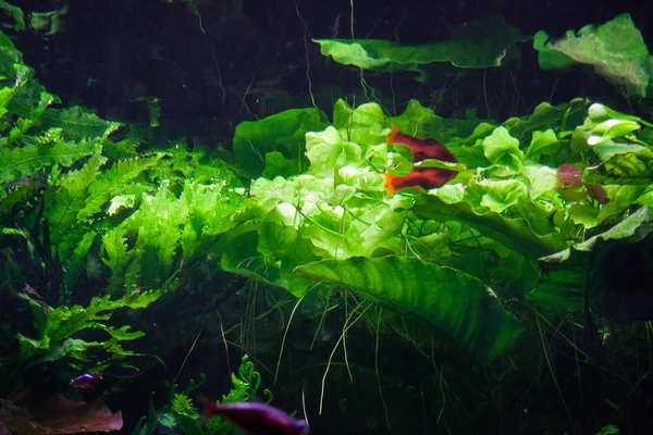 Kleine Fische Schwimmen Unter Wasser Zwischen Algen — Stockfoto