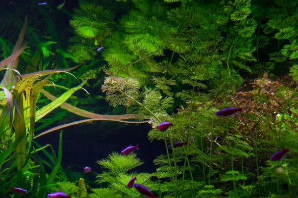 Muchas Algas Verdes Hermosas Bajo Agua Cerca — Foto de Stock