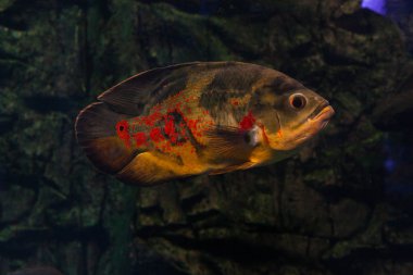 Su altında yüzen Oscar balık. Astronotus